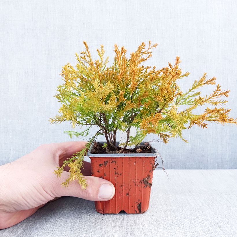 Thuja occidentalis Rheingold - Canadian Arborvitae 8/9 cm pot sample as delivered in winter