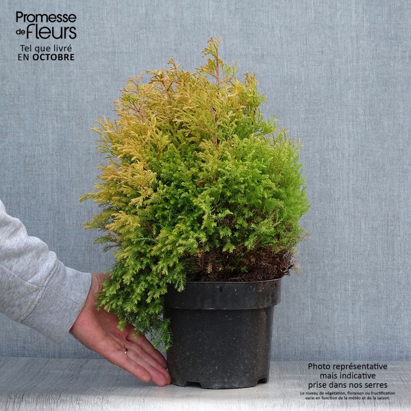 Thuja occidentalis Rheingold - Canadian Arborvitae 2L/3L pot sample as delivered in autumn