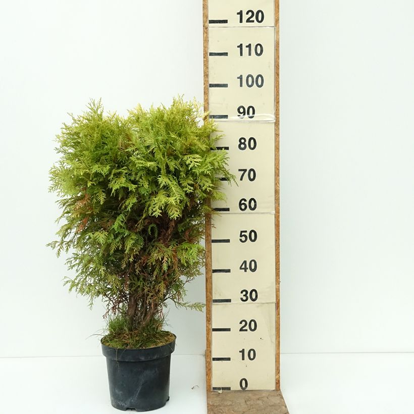 Thuja occidentalis Selena - Arborvitae 7.5L/10L pot sample as delivered in autumn