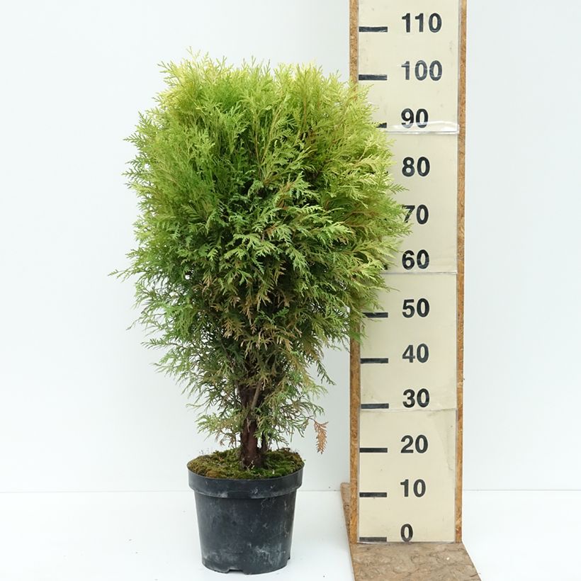 Thuja occidentalis Selena - Arborvitae 7.5L/10L pot sample as delivered in summer