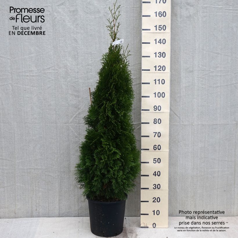 Thuja occidentalis Smaragd - Canadian Arborvitae 7.5L/10L pot sample as delivered in autumn