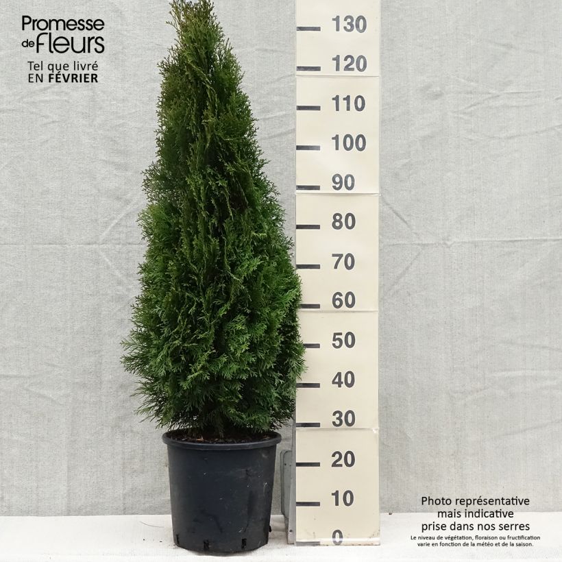 Thuja occidentalis Smaragd - Canadian Arborvitae 7.5L/10L pot sample as delivered in winter