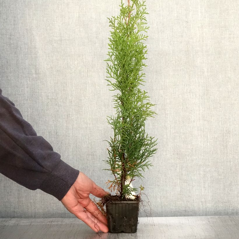 Thuja occidentalis Smaragd - Canadian Arborvitae 8/9 cm pot sample as delivered in autumn