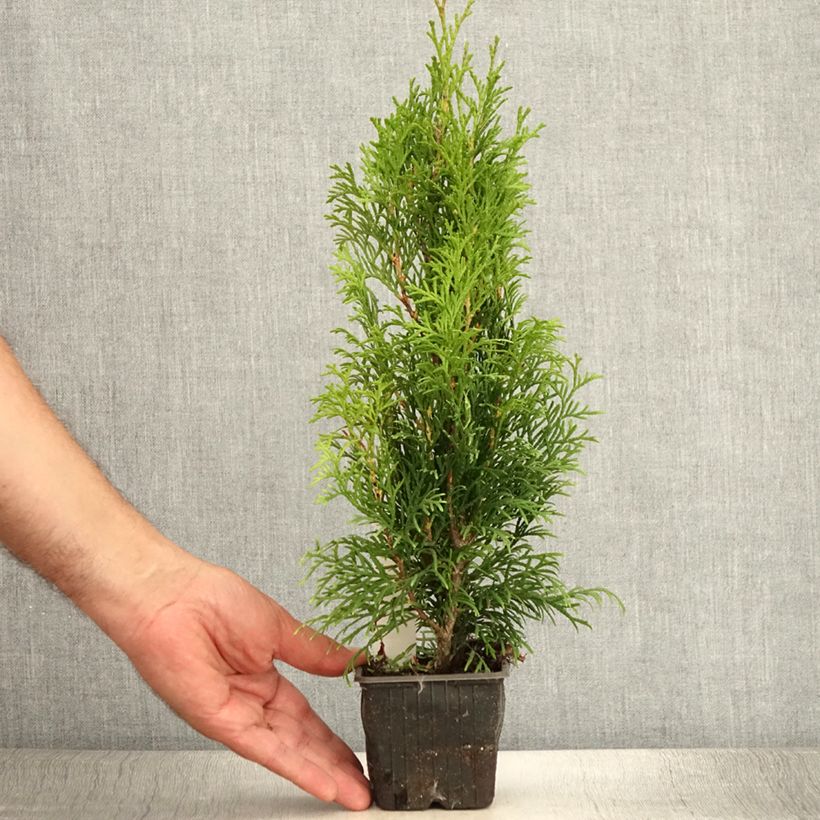 Thuja occidentalis Smaragd - Canadian Arborvitae