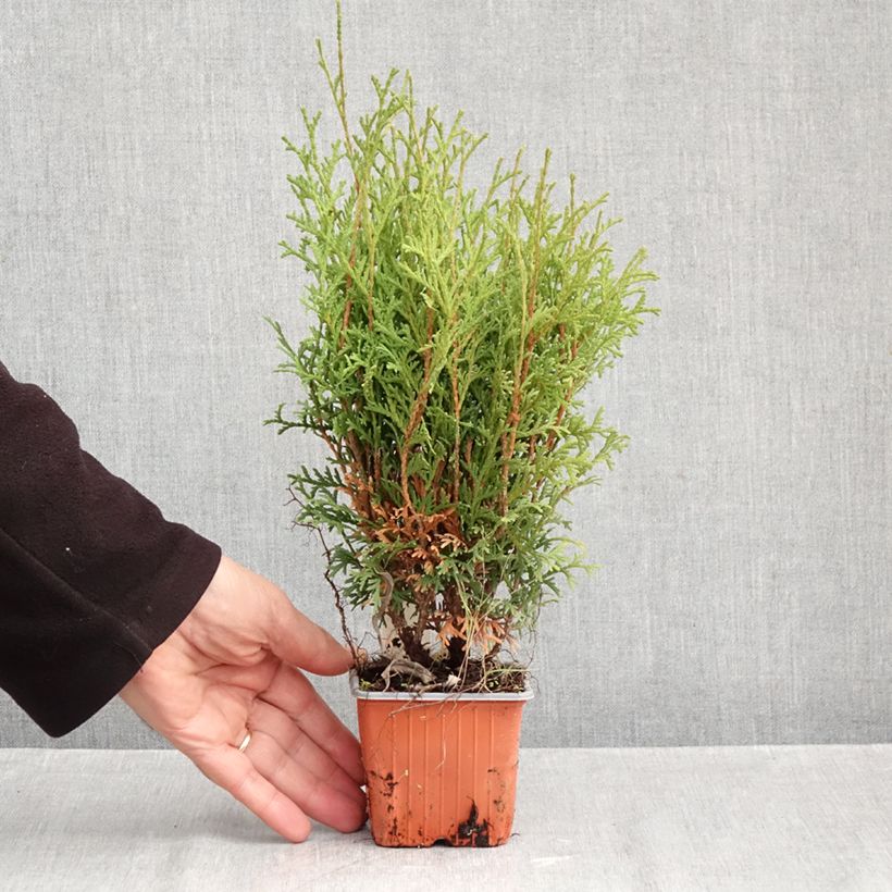 Thuja occidentalis Tiny Tim - Canadian Arborvitae 8/9 cm pot sample as delivered in autumn