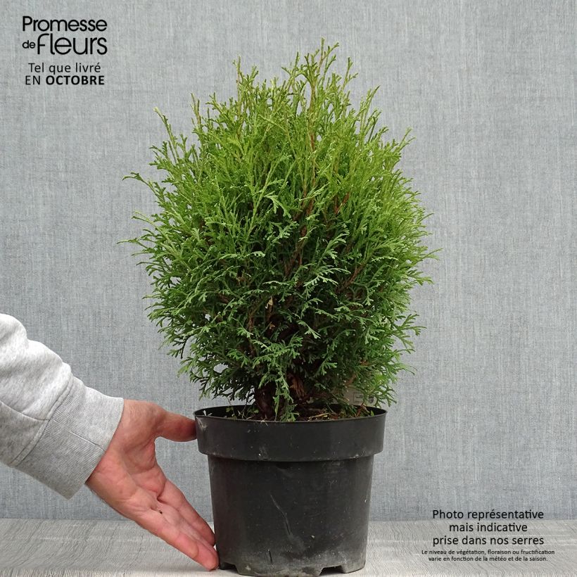 Thuja occidentalis Tiny Tim - Canadian Arborvitae 2L/3L pot sample as delivered in autumn