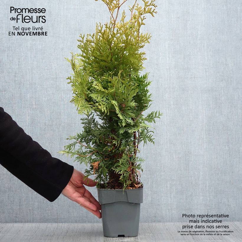Thuja occidentalis Yellow Ribbon - Canadian Arborvitae 2L/3L pot sample as delivered in autumn