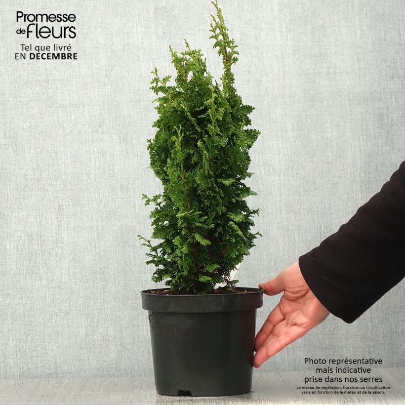 Thuja occidentalis Zmatlik - Canadian Arborvitae 3L/4L pot sample as delivered in autumn