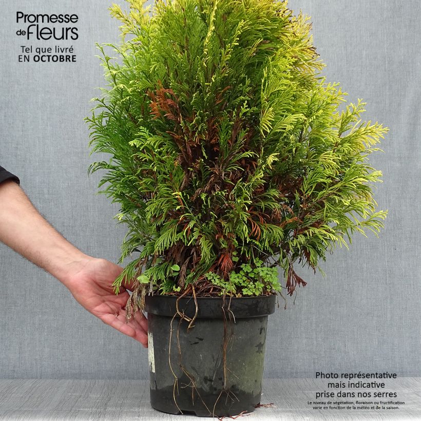 Thuja plicata Goldy - Western Red Cedar 6L/7L pot sample as delivered in autumn