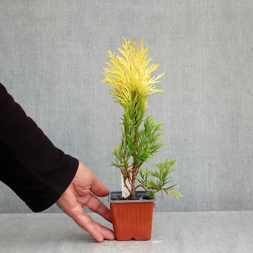 Thuja plicata Goldy - Western Red Cedar 8/9 cm pot sample as delivered in autumn