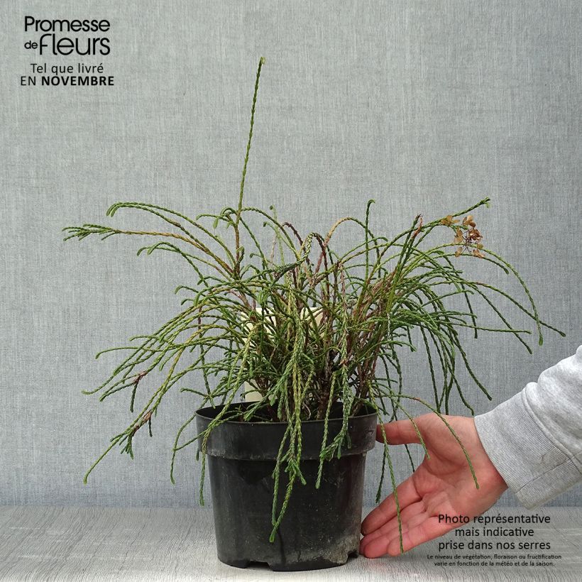 Thuja plicata Whipcord - Western Red Cedar 3L/4L pot sample as delivered in autumn