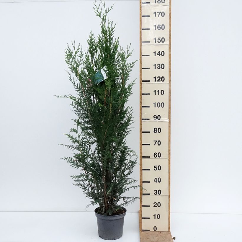 Thuja plicata Atrovirens - Western Red Cedar for hedging 6L/7L pot sample as delivered in summer