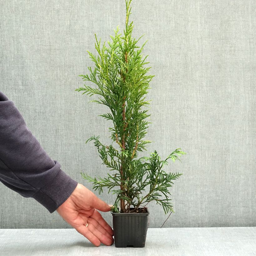 Thuja plicata Zebrina - Western Red Cedar 8/9 cm pot sample as delivered in summer