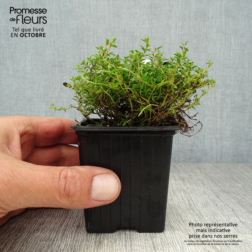 Thymus citriodorus Bertram Anderson - Lemon Thyme 8/9 cm pot sample as delivered in autumn