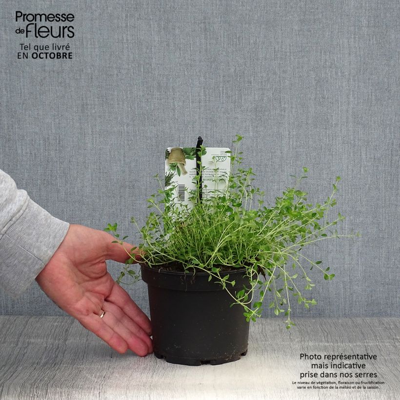 Thymus citriodorus Bertram Anderson - Lemon Thyme 1.5L/2L pot sample as delivered in autumn