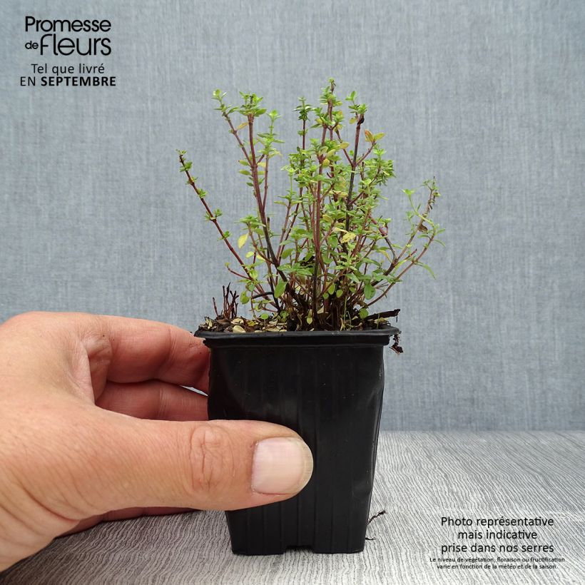 Thymus citriodorus - Lemon Thyme Organic 8/9 cm pot sample as delivered in autumn