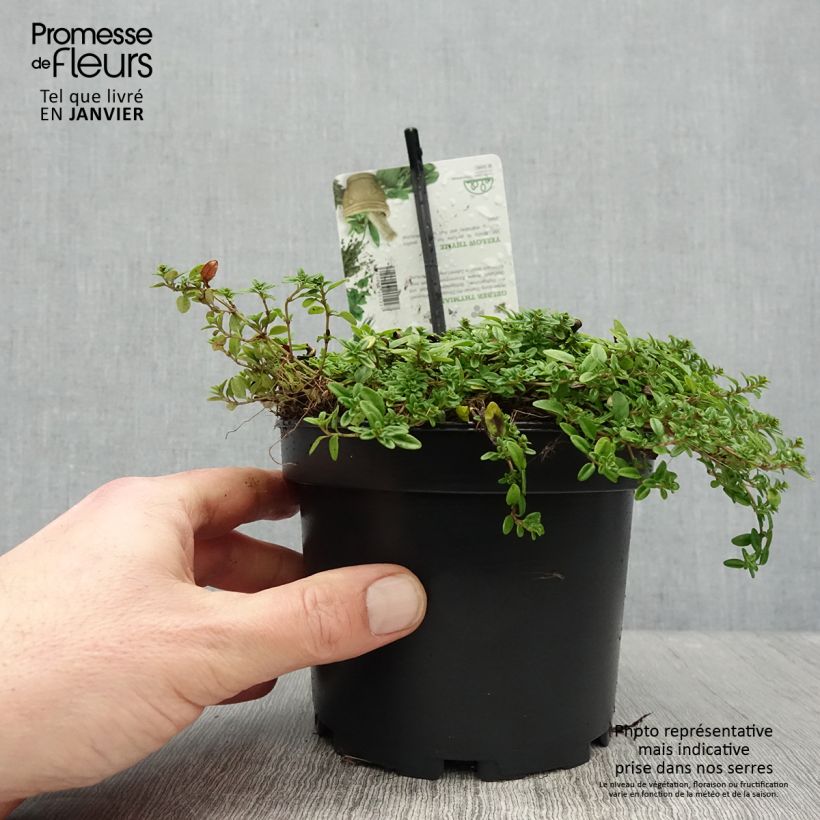 Thymus citriodorus Aureus - Lemon Thyme 1.5L/2L pot sample as delivered in winter