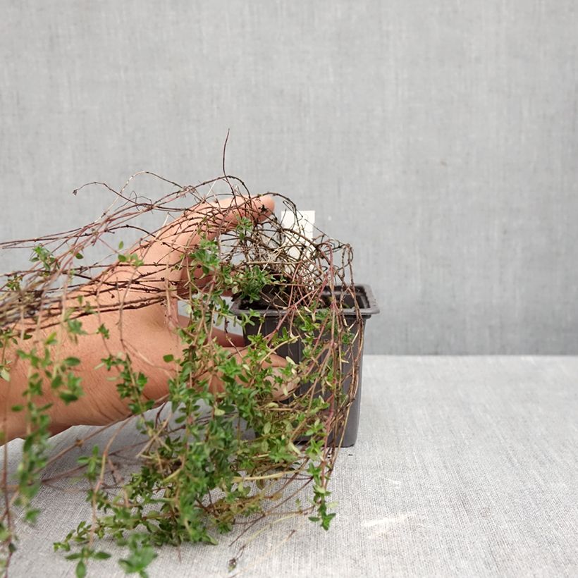 Thymus Lammefjord - Lemon thyme 8/9 cm pot sample as delivered in autumn