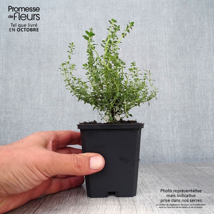 Thymus citriodorus Silver Queen - Lemon Thyme 8/9 cm pot sample as delivered in autumn