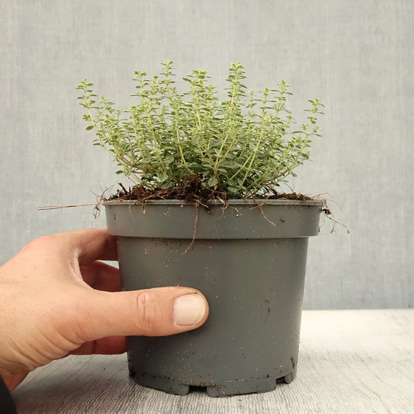 Thymus citriodorus Silver Queen - Lemon Thyme 1.5L/2L pot sample as delivered in autumn