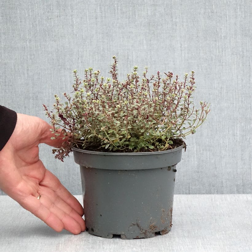 Thymus citriodorus Silver Queen - Lemon Thyme 1.5L/2L pot sample as delivered in spring