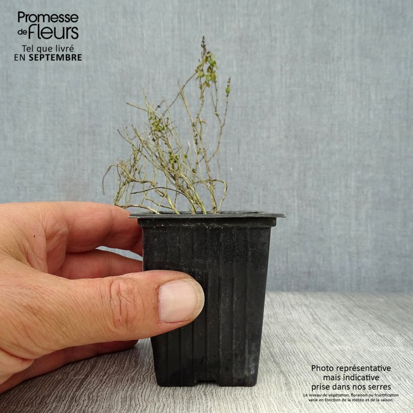 Thymus citriodorus variegated - Lemon Thyme 7/8 cm pot sample as delivered in autumn