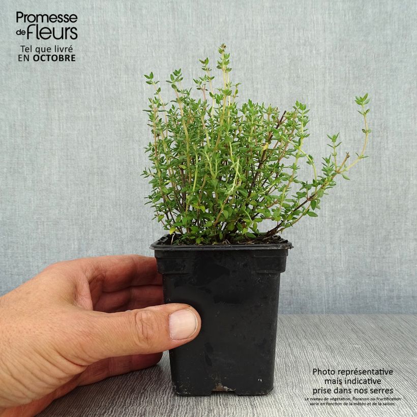 Thymus officinalis - Organic Thyme 8/9 cm pot sample as delivered in autumn