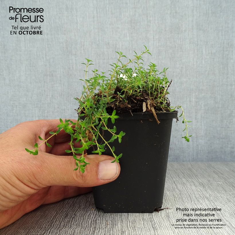 Thymus praecox Purple Beauty - Thyme 8/9 cm pot sample as delivered in autumn