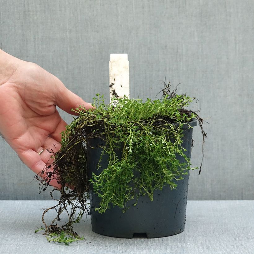 Thymus praecox Albiflorus - Thyme 2L/3L pot sample as delivered in autumn
