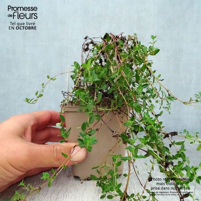 Thymus serpyllum Elfin - Thyme 8/9 cm pot sample as delivered in autumn