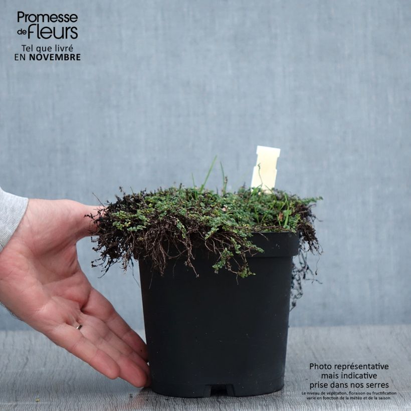 Thymus serpyllum Elfin - Thyme 2L/3L pot sample as delivered in autumn
