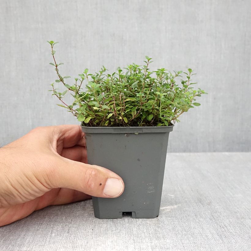 Thymus serpyllum Magic Carpet - Creeping thyme 8/9 cm pot sample as delivered in autumn