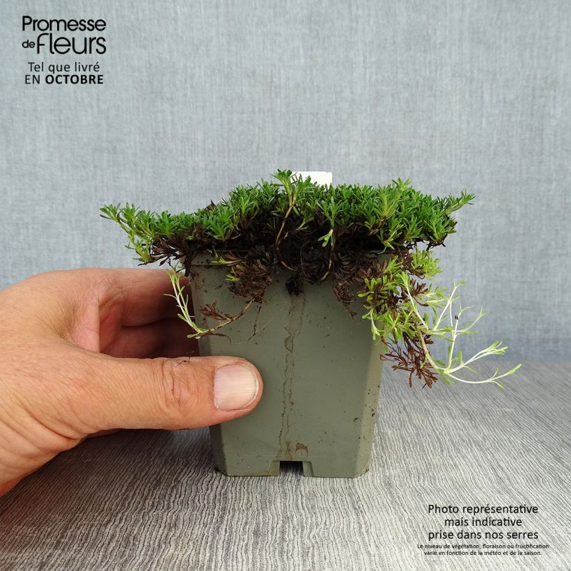 Thymus capitatus - Thyme 8/9 cm pot sample as delivered in autumn