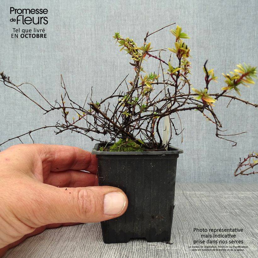 Thymus longicaulis - Thyme 8/9 cm pot sample as delivered in autumn