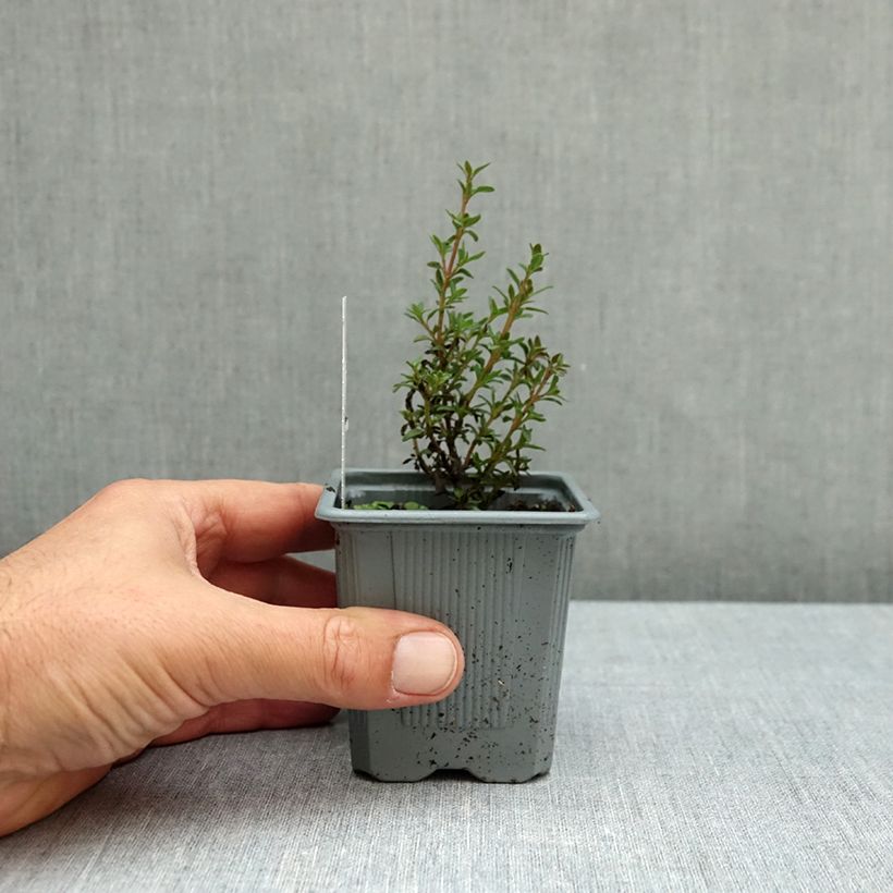 Thymus mastichina - Thyme 8/9 cm pot sample as delivered in autumn