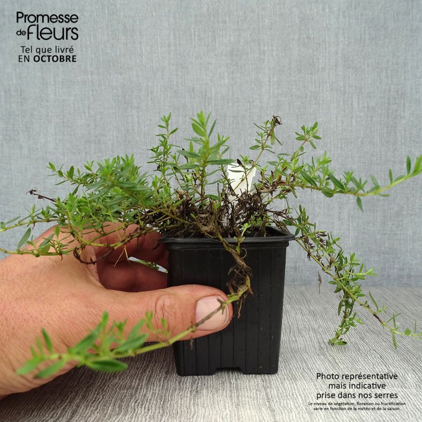 Thymus nitens - Thyme 8/9 cm pot sample as delivered in autumn