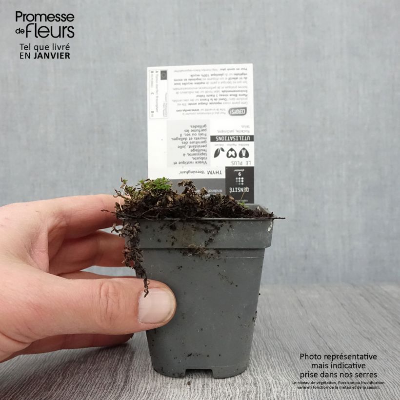 Thymus praecox Bressingham - Thyme 8/9 cm pot sample as delivered in winter