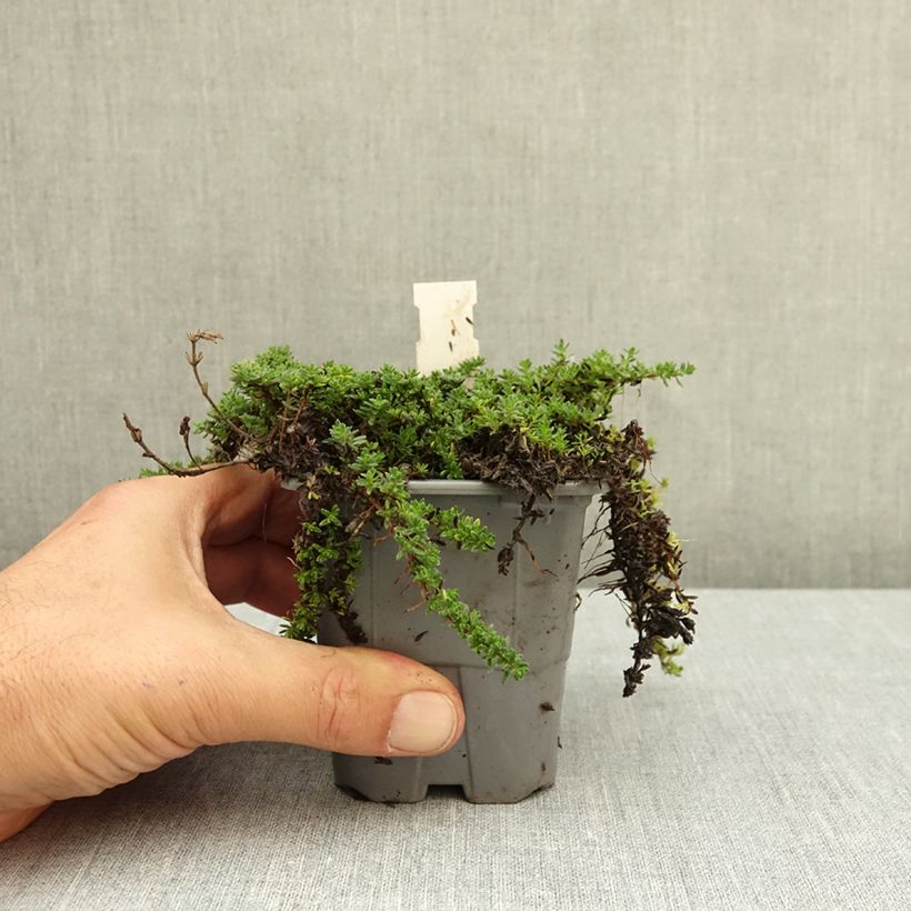 Thymus praecox Bressingham - Thyme 8/9 cm pot sample as delivered in autumn