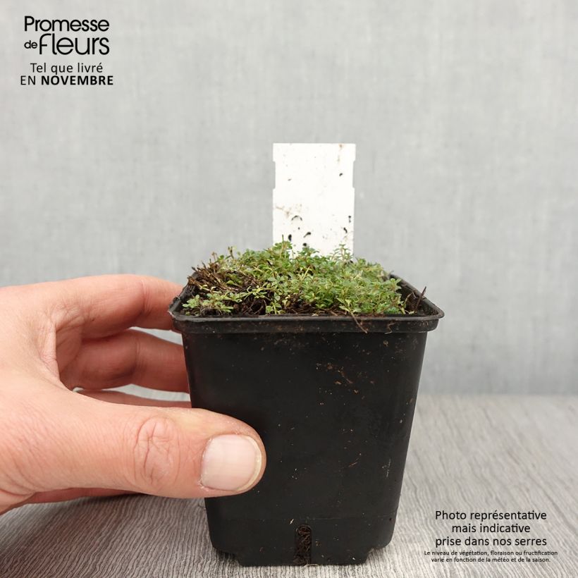 Thymus praecox Minor - Thyme 8/9 cm pot sample as delivered in autumn