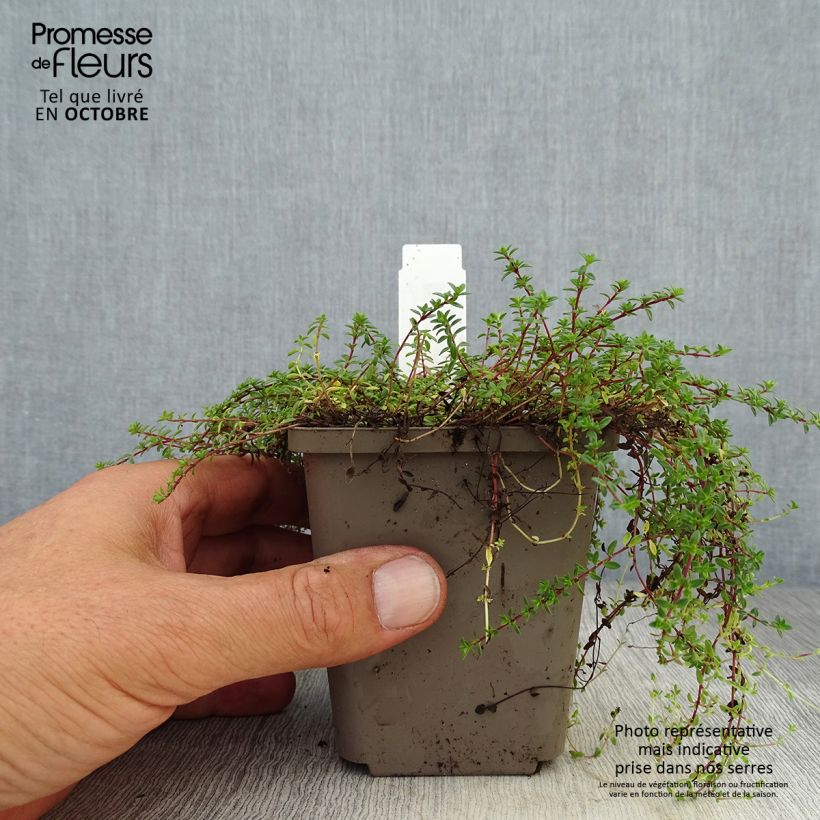 Thymus praecox Red Carpet - Thyme 8/9 cm pot sample as delivered in autumn
