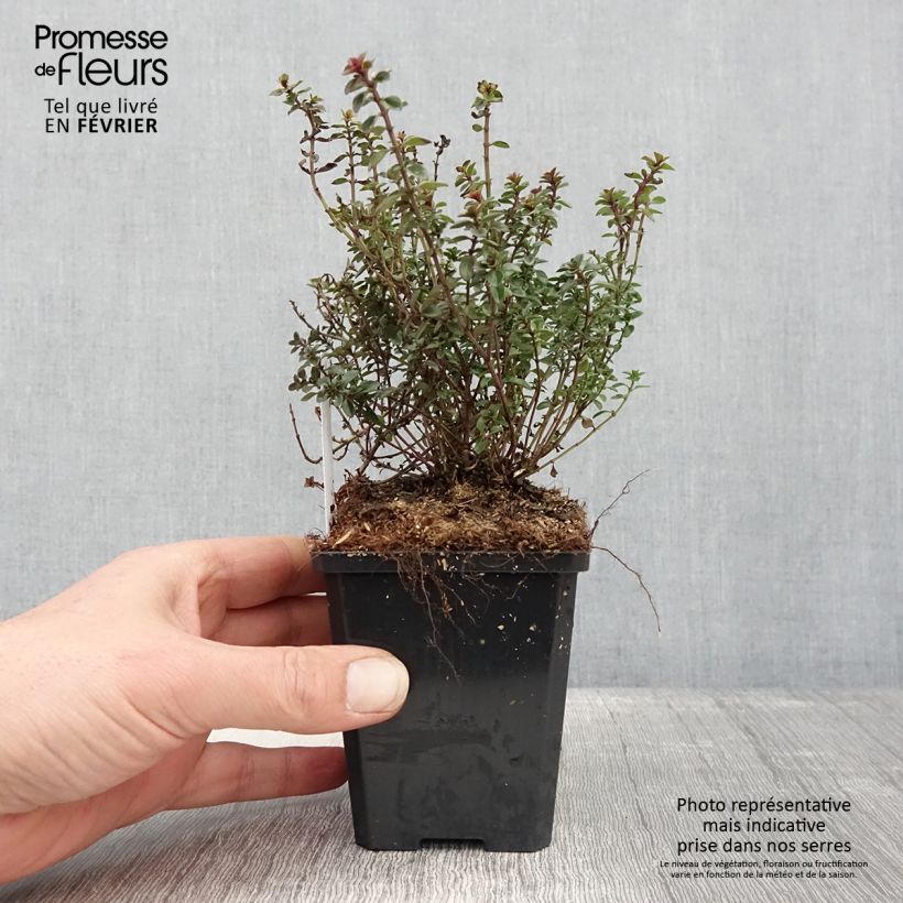 Thymus pulegioides Foxley - Thyme  8/9 cm pot sample as delivered in winter