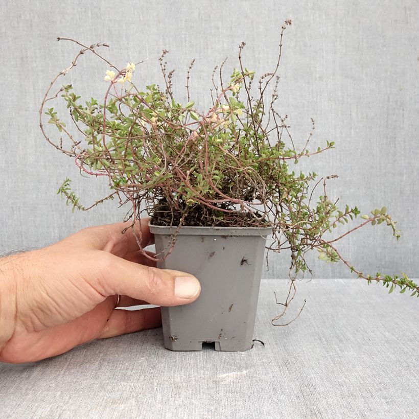 Thymus pulegioides Foxley - Thyme  8/9 cm pot sample as delivered in autumn
