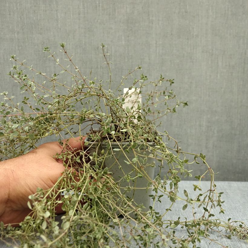 Thymus vulgaris Silver Posie - Silver Thyme 8/9 cm pot sample as delivered in autumn