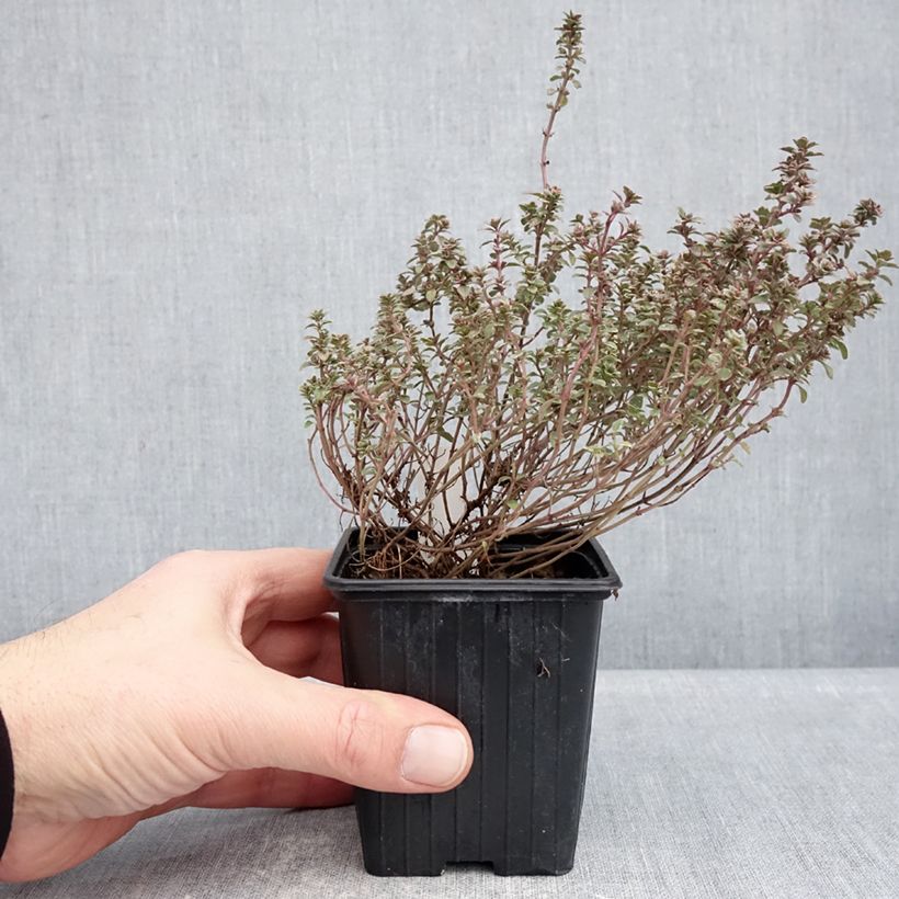 Thymus vulgaris Silver Posie - Silver Thyme per pack of 1000 seeds approximately sample as delivered in winter