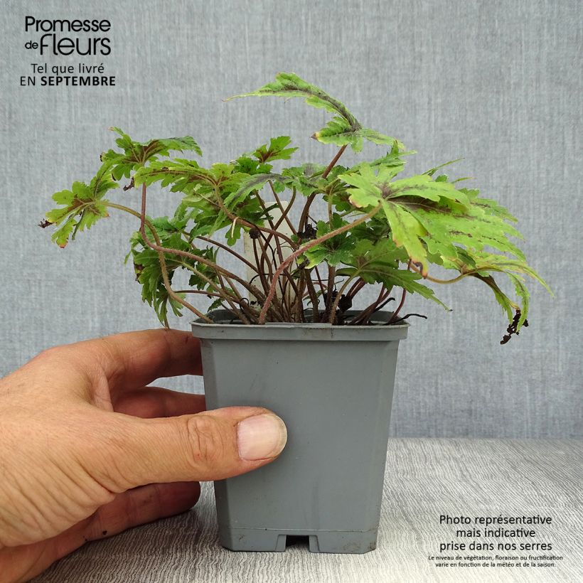 Tiarella  Angel Wings 'Gowing' (Fox Series) 8/9 cm pot sample as delivered in autumn