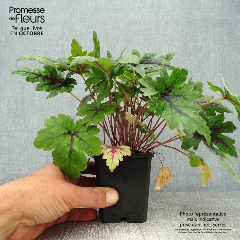 Tiarella  Sugar and Spice 8/9 cm pot sample as delivered in autumn