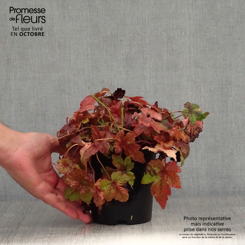 Tiarella  Sugar and Spice 2L/3L pot sample as delivered in autumn