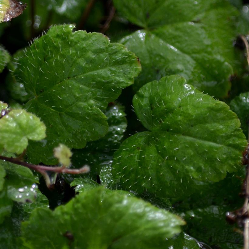 Tiarella cordifolia Moorgrun (Foliage)
