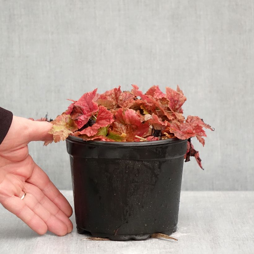 Tiarella cordifolia 2L/3L pot sample as delivered in autumn