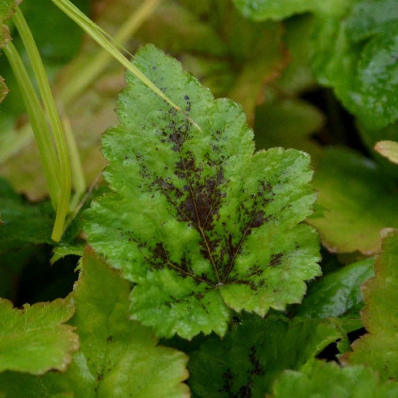 Tiarella Tiger Stripe (Foliage)